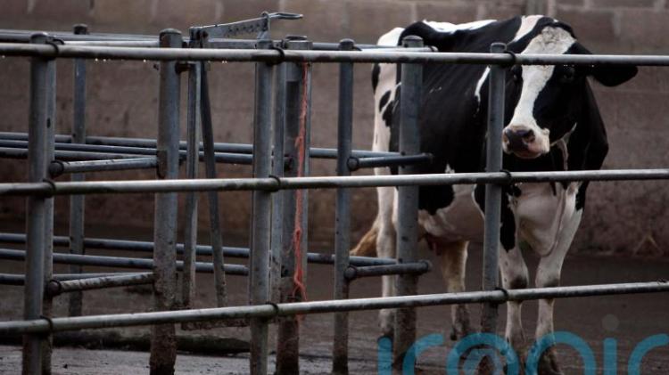 All-Ireland Bluetongue resolution needed for live exports North and South - Sligo/Leitrim TD