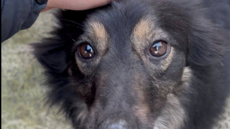 &lsquo;Frustrating&rsquo; Facebook restrictions threaten animal adoptions for Leitrim Welfare Group