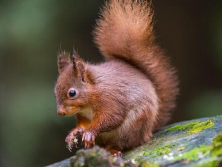 2019 AllIreland squirrel and pine marten survey launched Leitrim