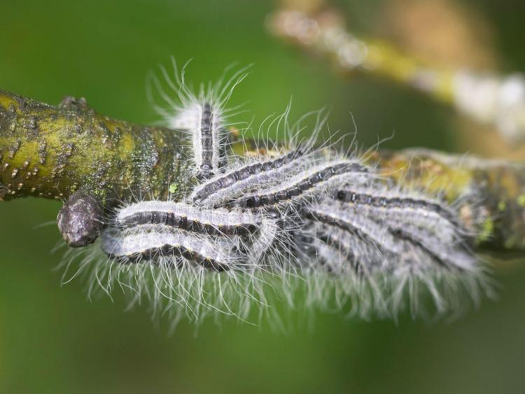 LATEST First case here of potentially deadly tree moth Leitrim Observer