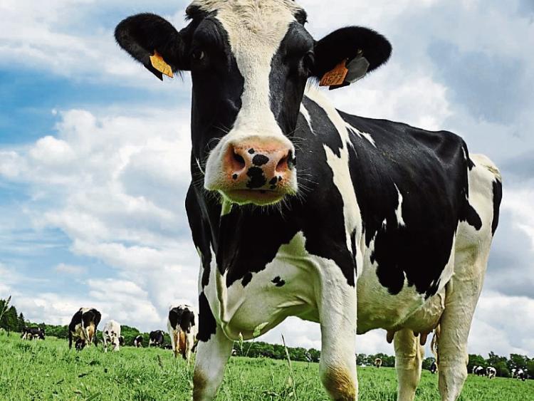 Fancy milking cows in New Zealand for six months? Leitrim Observer