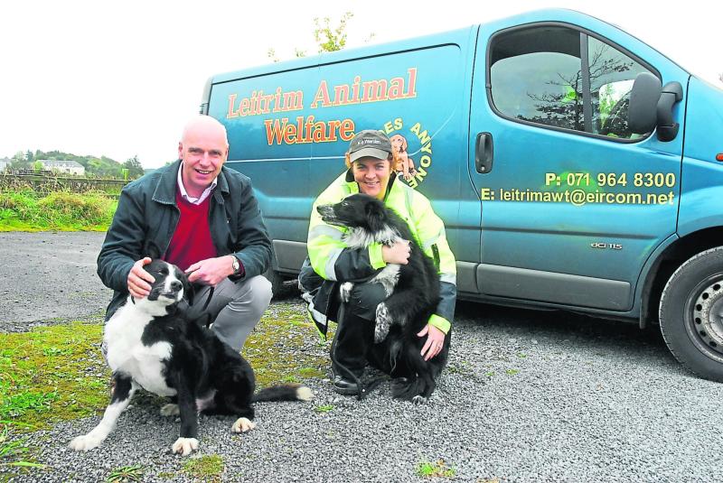 16 border collies need new homes