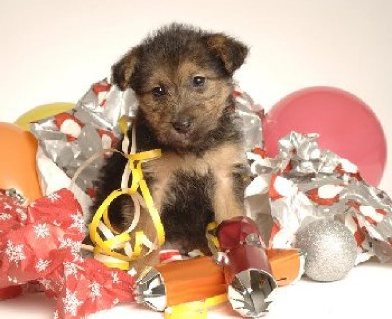 Think carefully before giving a dog as a present