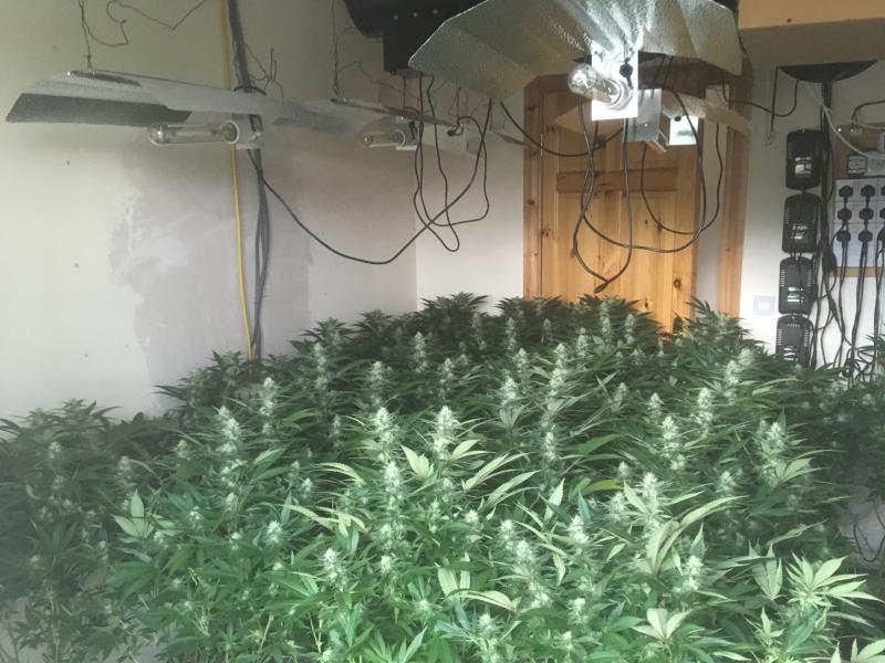€140,000 worth of cannabis plants discovered by Gardaí 