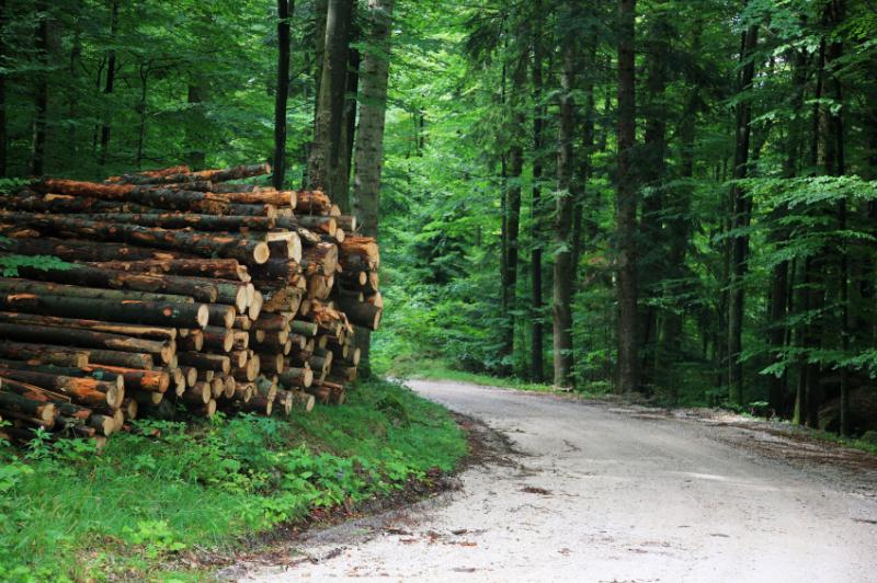 Ministers meet with IFA over forestry licences