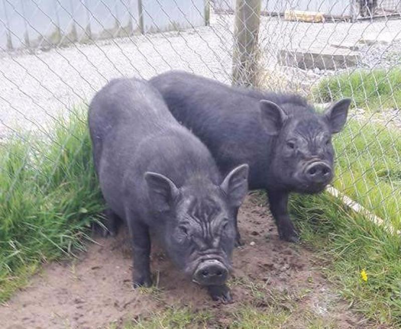 Foster home needed for pot belly pigs in Leitrim