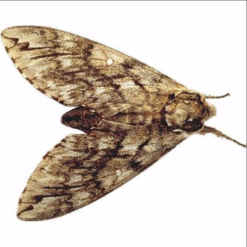 Watch out for moths  - infestations on the rise