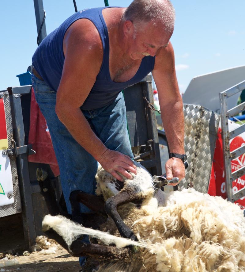 Leitrim councillor calls for findings of Wool Feasibility Study to be immediately published