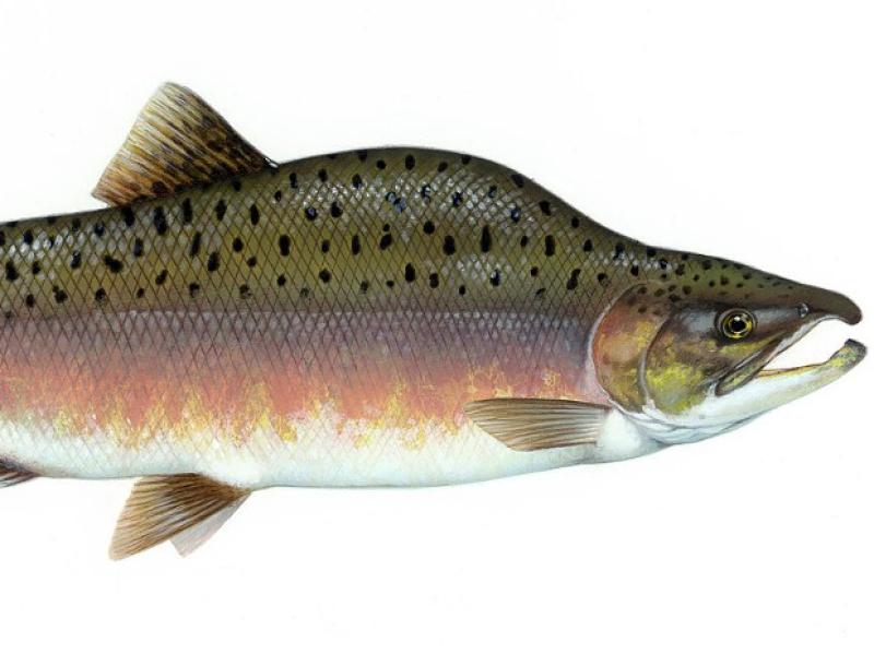 Mysterious Pink Salmon reported in West of Ireland River Systems