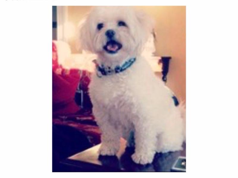 Appeal for dog missing in the Carrick-on-Shannon area following last night's storm