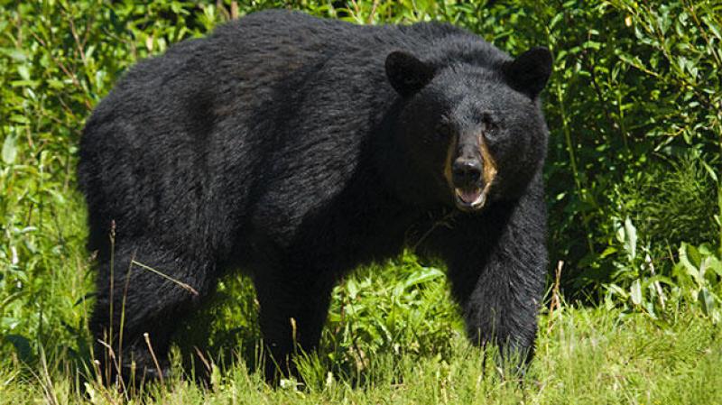 Black bears found in house in Leitrim