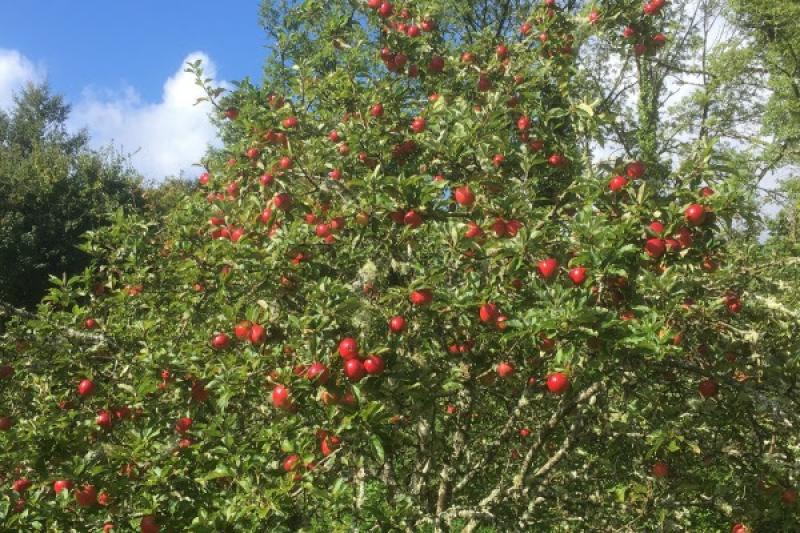 Annual Apple and a new Taste Leitrim Harvest Feast