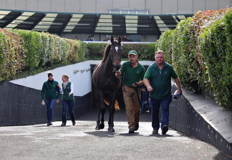 Strong growth reported at Irish Yearling Sales