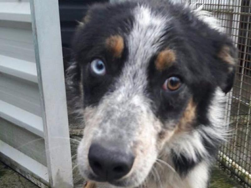 Appeal to find owners of dog found wandering near Rossinver, Co Leitrim