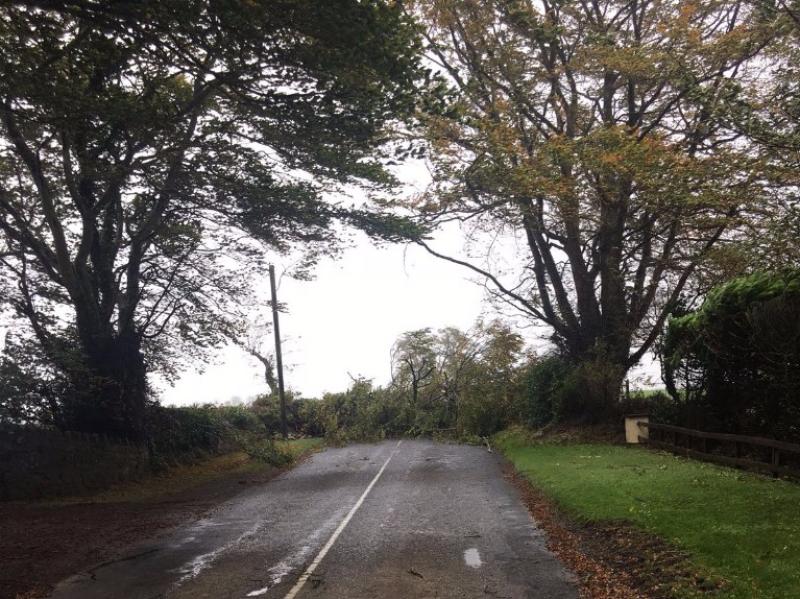 Tree down on the Ballacolla Rathdowney road