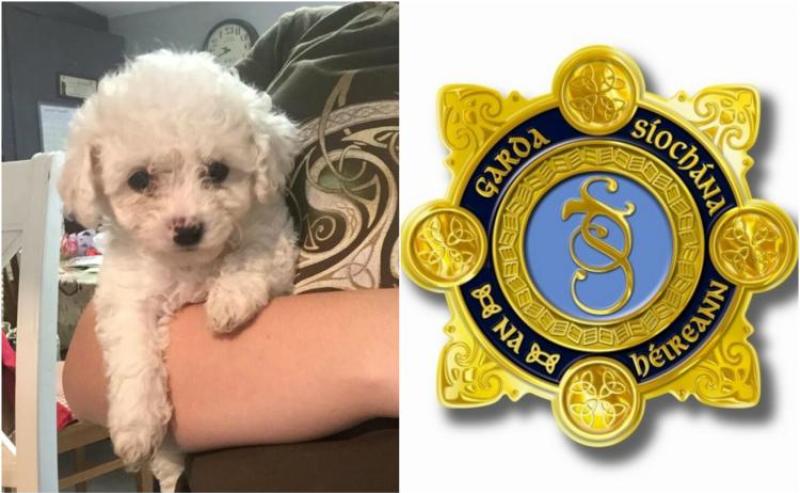 Local TD warns about theft of dogs