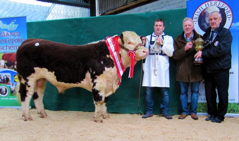 Champion Bull for Mohill breeder