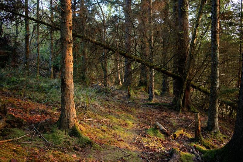 European Commission approves afforestation measures in Forestry Programme 2023 - 2027
