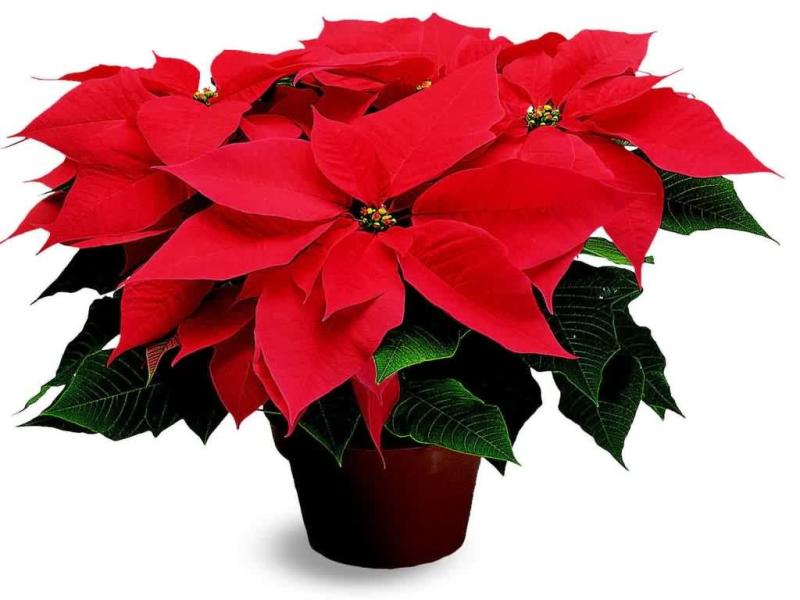 Learn the art of Festive Flower Arranging