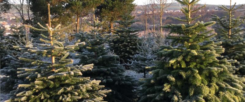 People encouraged to purchase a real Irish Christmas tree this season