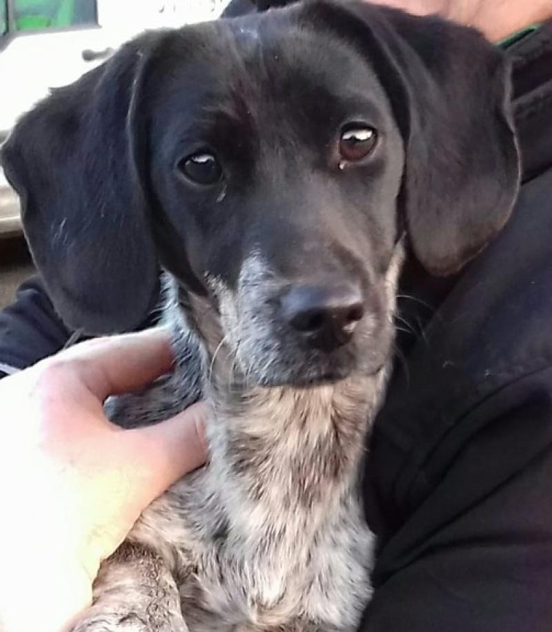 Appeal - can you help find the Rossinver Rambler's owner?