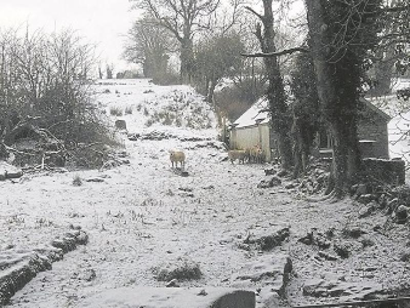 Farmers facing substantial  losses after Storm Emma