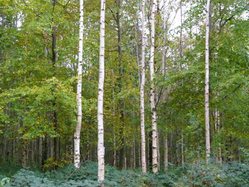 Request for Forestry Appeals Board to come before Oireachtas committee in relation to Leitrim 