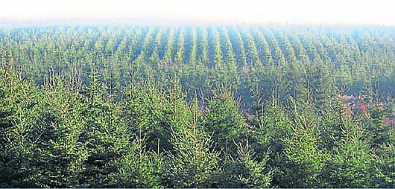 Disproportionate planting of forestry in Leitrim