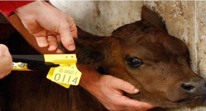 Protocol on empty tags will offset difficulties for farmers