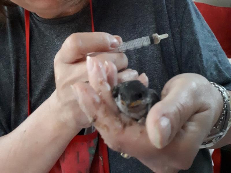 Five fledgling sparrows 'thriving' after nest fell during Storm Hector