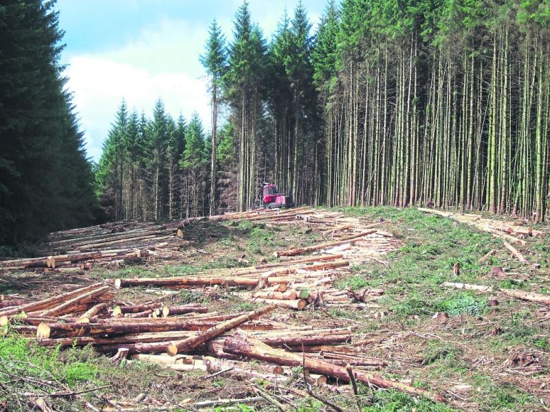 &lsquo;Leitrim is becoming sacrificial land&rsquo;: Leitrim remains the most forested county, new report finds