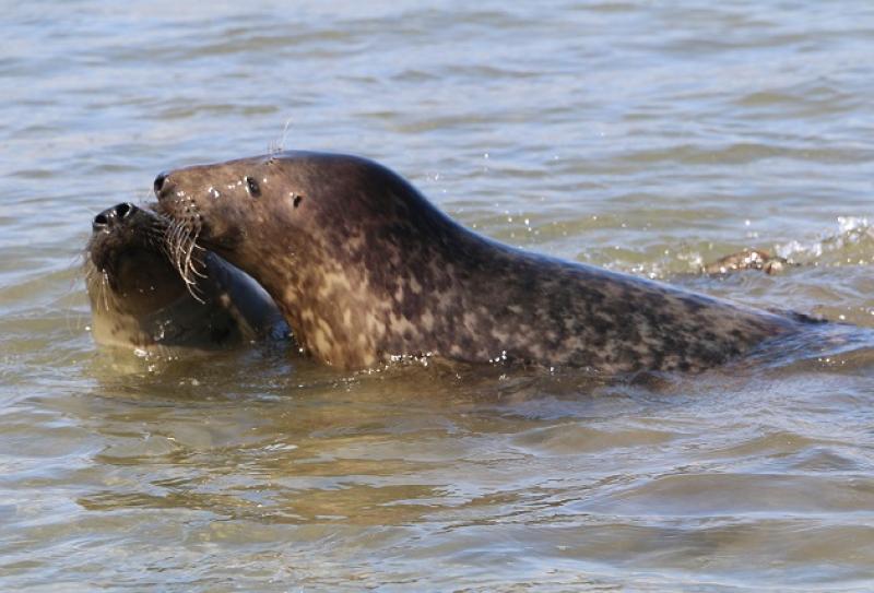 Seals released 