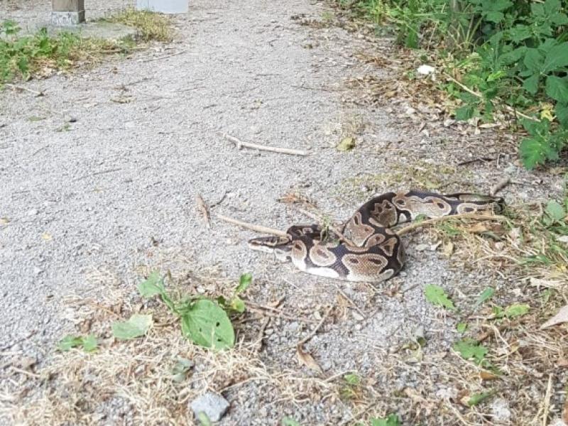 Successful rescue for snake found in Leitrim park
