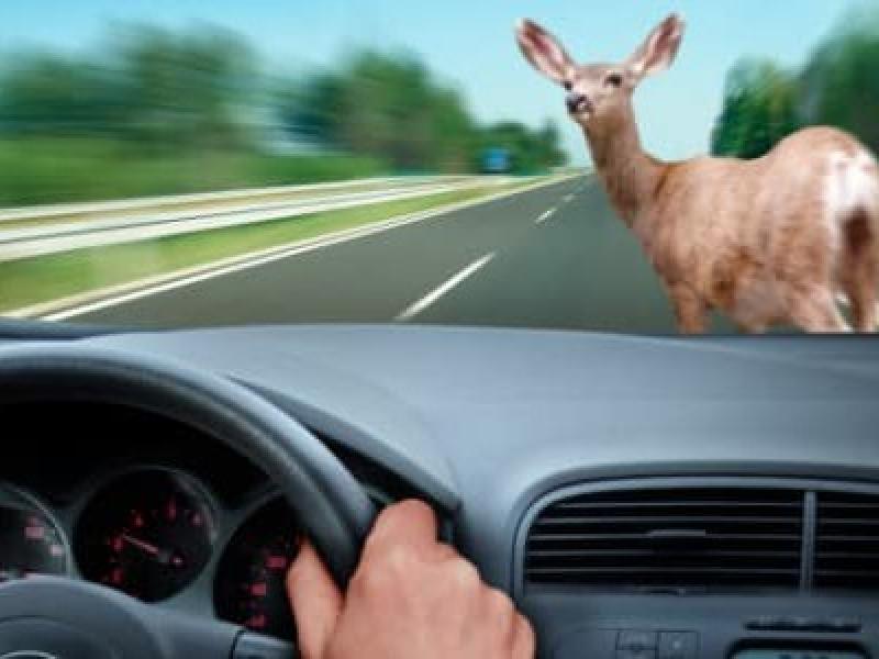 Gardai issue warning about deer hazard following Sligo accident