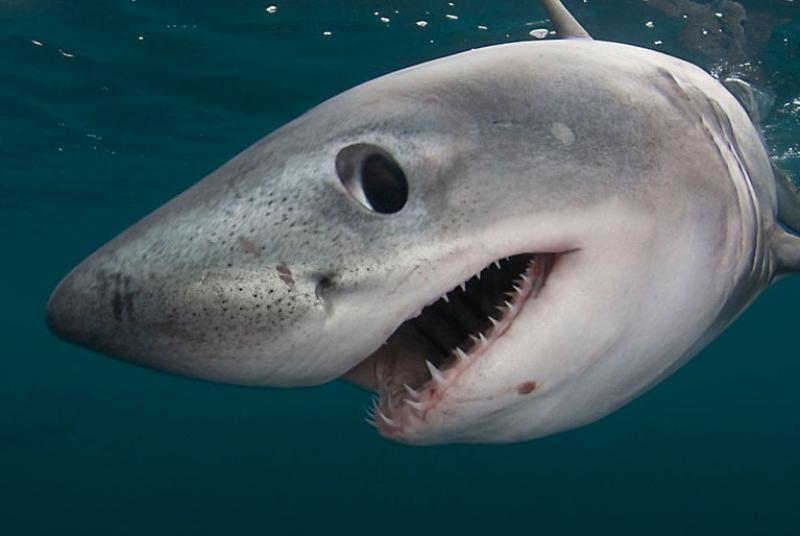Rare shark found off Sligo coast