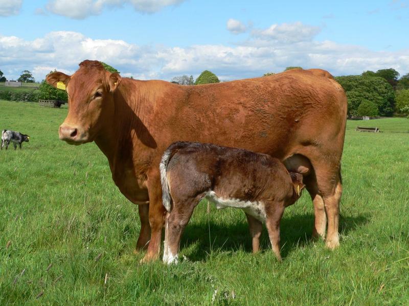 Criticism for Fodder Transport Scheme by Drumshanbo councillor
