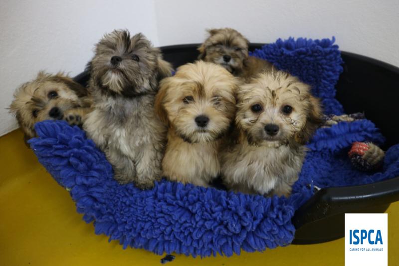 ISPCA removes 86 dogs from illegal dog breeder in Roscommon