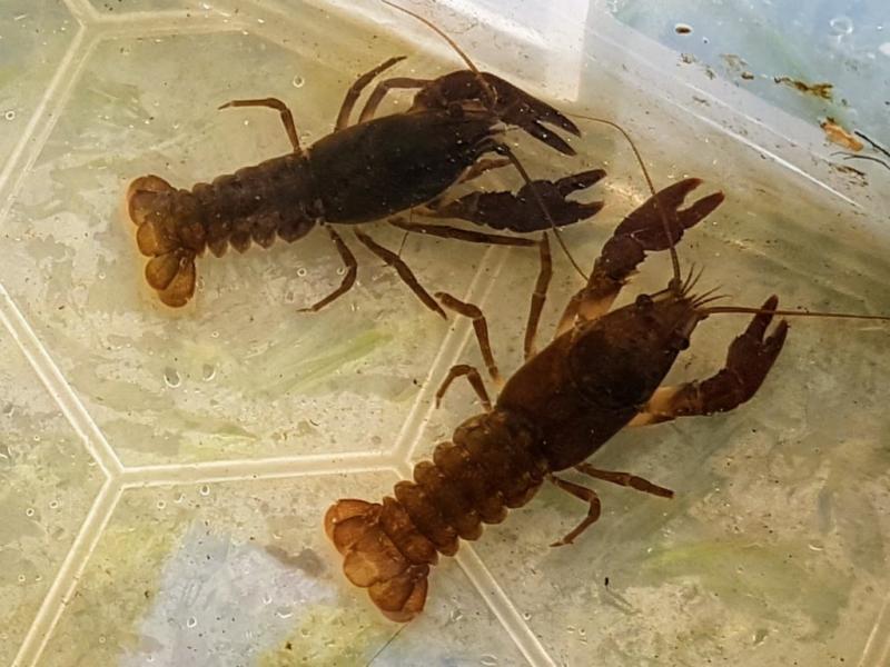 IFI welcome measures to protect crayfish