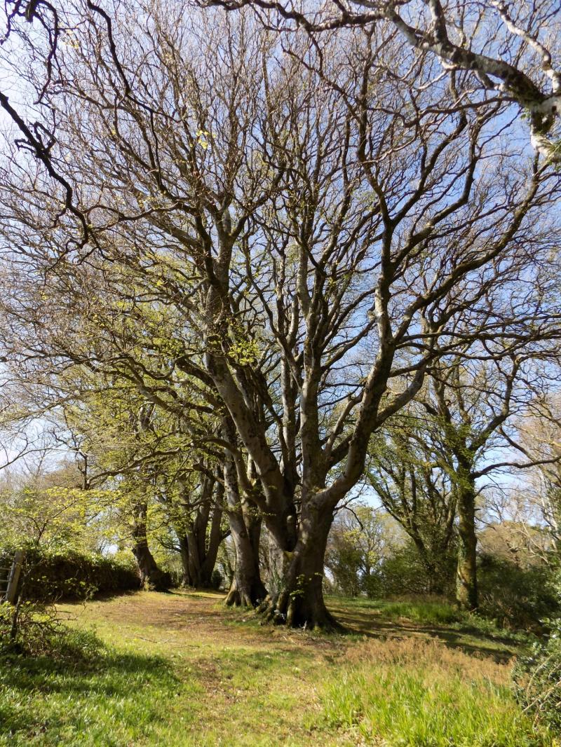 New environmental group to be formed in Leitrim 