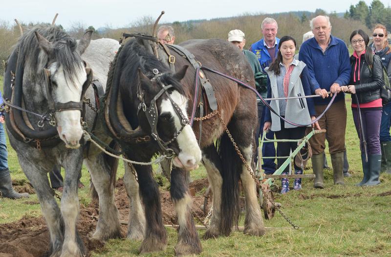 Connacht Horse Ploughing title will be on offer at the County Roscommon Ploughing Championships this Sunday, April 7