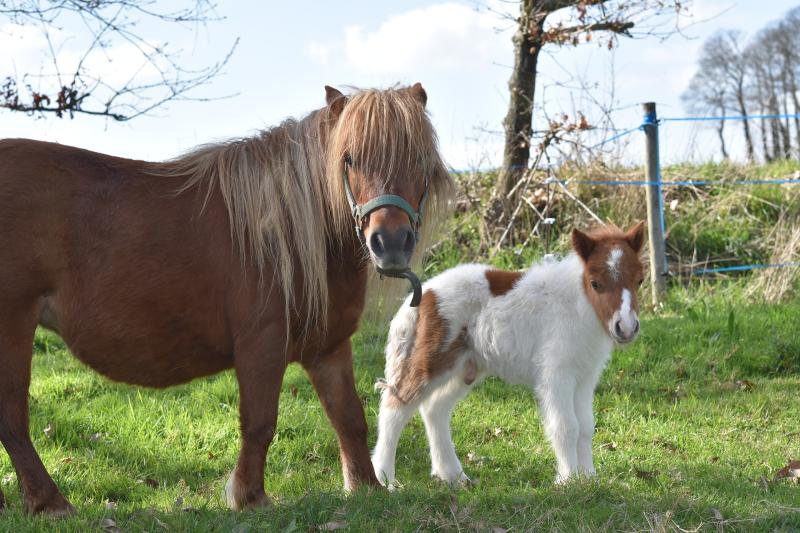 Leitrim Mammy Diaries: No you can't have a pony darling- they are evil