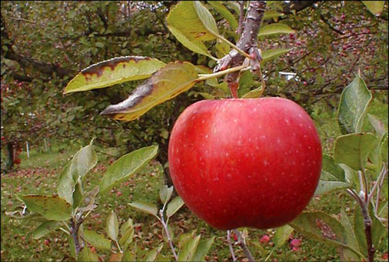 Drive by apple orchard proposed for Leitrim