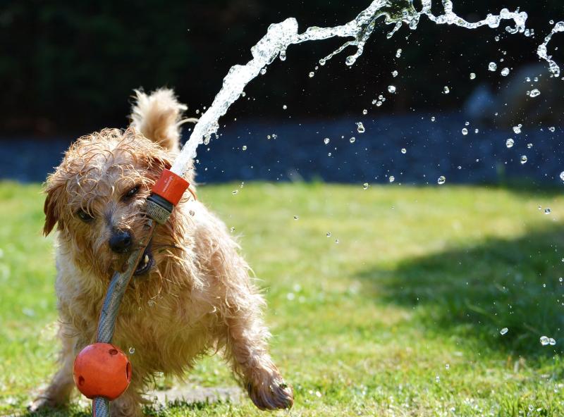 Kilkenny pet owners urged to be vigilant in hot weather 