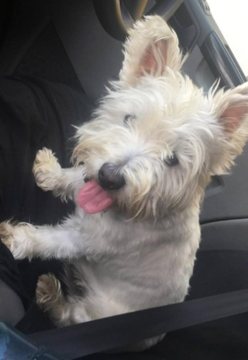 Can you help find missing dog?