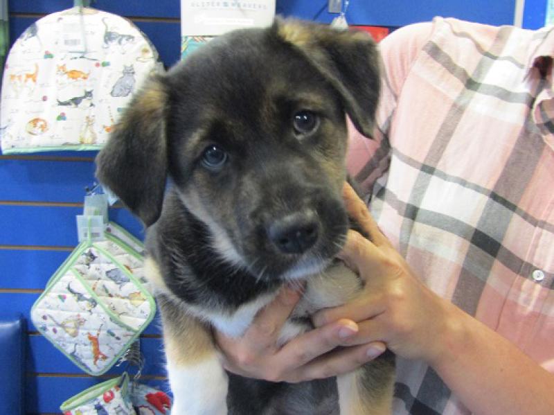 Six new-born puppies abandoned in a cardboard box