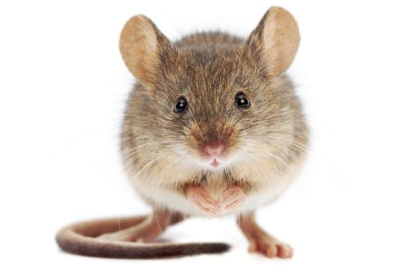 Food inspectors finding live mouse led to 2-day closure of Dublin restaurant 