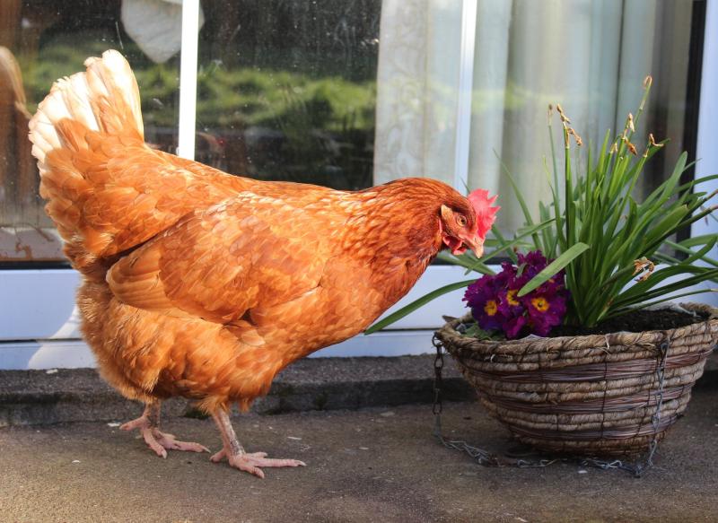 Charity calls on Donegal residents to save hens.  Picture Niamh Cubie 