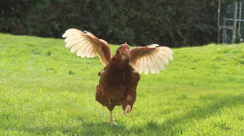 hen