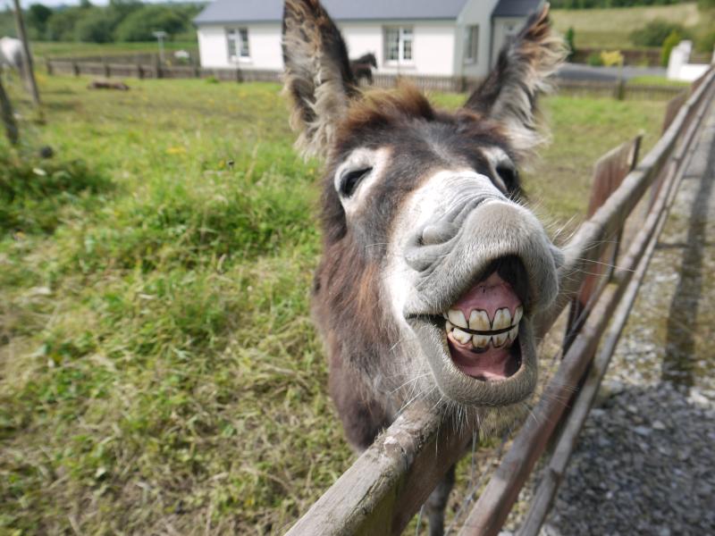 Think you have a funny story? Submit it to the Having a Laugh comedy book