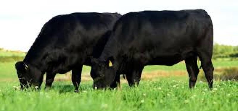 Carrick-on-Shannon  students hope to win with simple farm safety idea